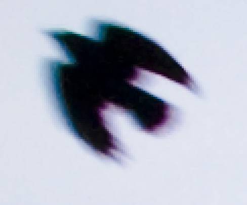 ca-bird.jpg