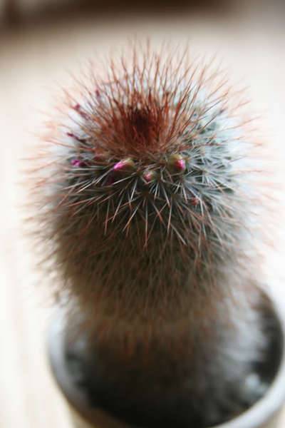 cactus_cont.jpg