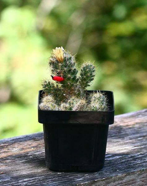 cactusflower.jpg