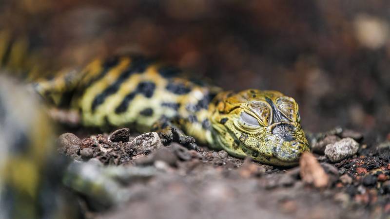 caiman_crocodile_cub_1030676_5357x3013.jpg