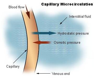 capillary_microcirculation.jpg