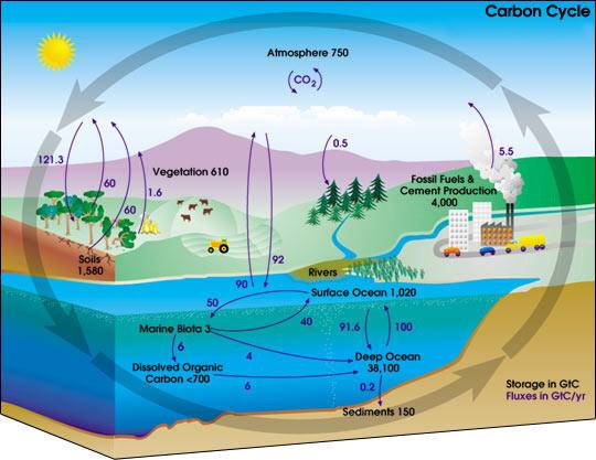 carbon_cycle_NASA.jpg