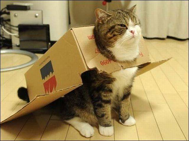 cardboard-plane-cat.jpg