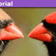 cardinal-80x80.png