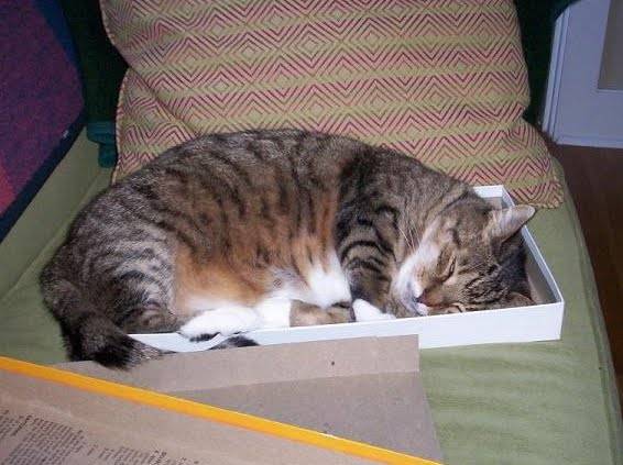 cat%20in%20the%20box%20v%20small.jpg