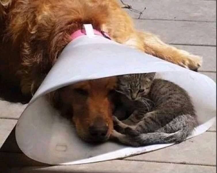 Cat and dog.jpg