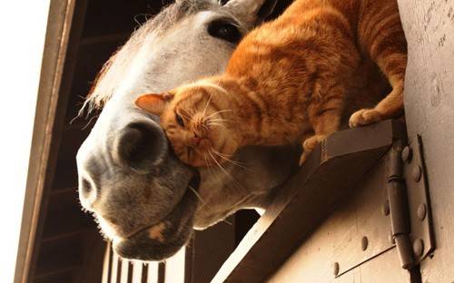 cat-and-horse-cat-cats-kitten-kitty-pic-picture-funny-lolcat-cute-fun-lovely-photo-images.jpg