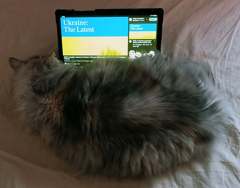 Cat and tablet.webp