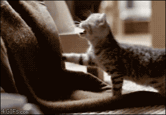 cat-cat.gif