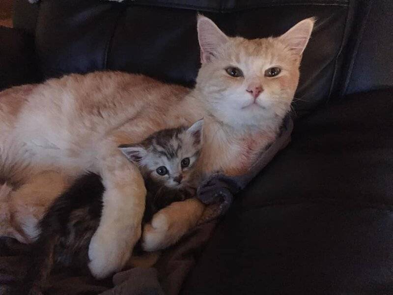Cat dad and kitten.jpg