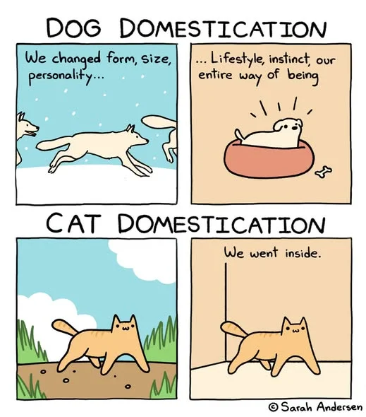 Cat domestication.webp