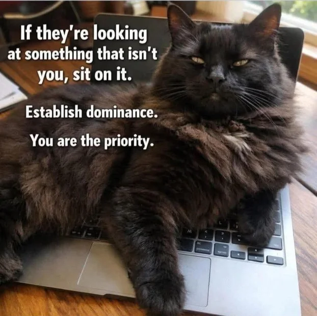 Cat establish dominance.webp