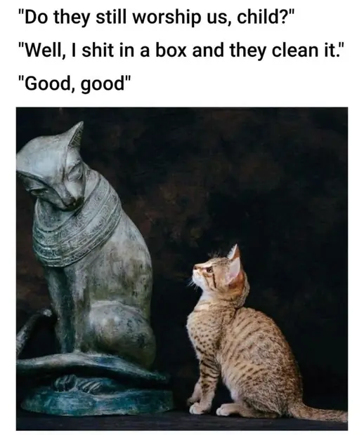 Cat, good good.webp