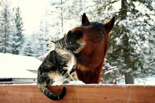 cat-horse.jpg