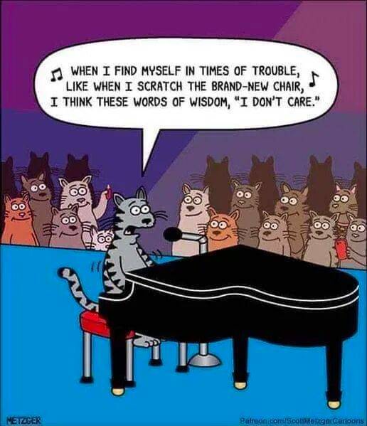 Cat - I don't care.jpg