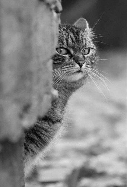 Cat in BW (2).jpg