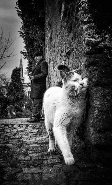 Cat in BW (3).jpg