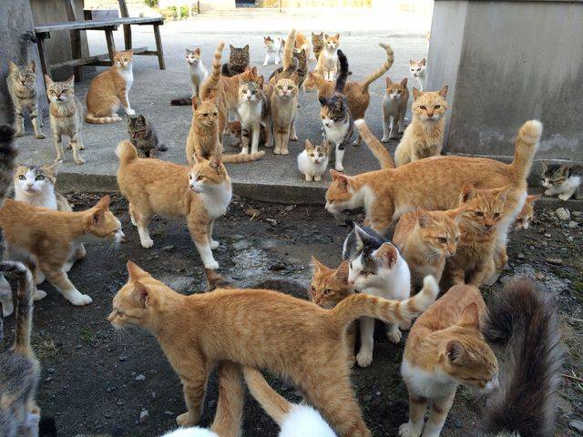 cat-island-japan-woe2.jpg