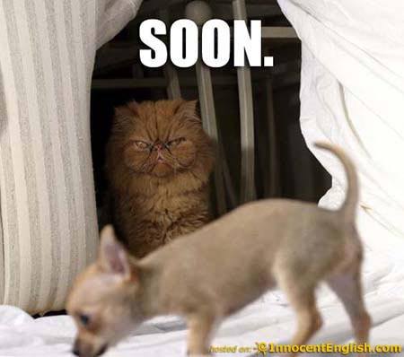 cat-looking-at-cute-puppy.jpg