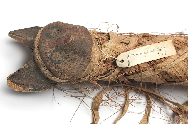 cat mummy.webp
