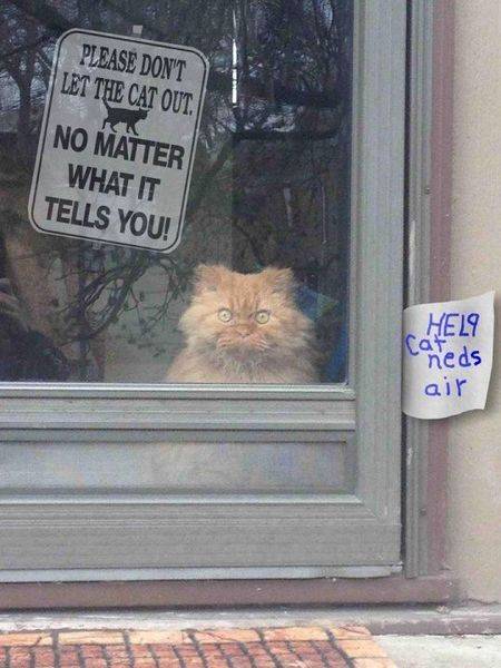 cat needs air.jpg