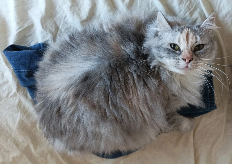 Cat on my jeans.webp