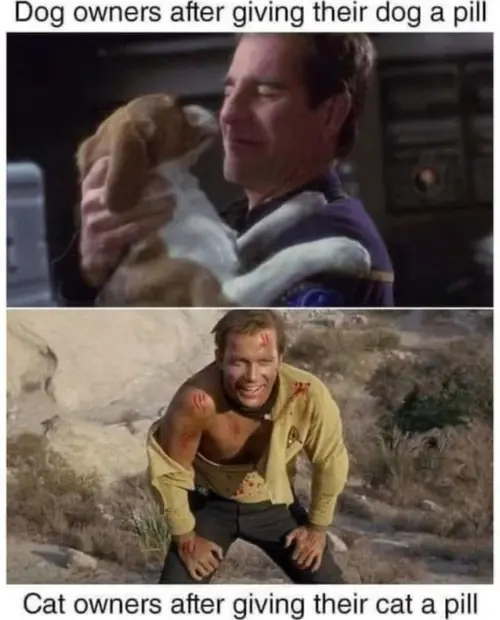 Cat owners.webp