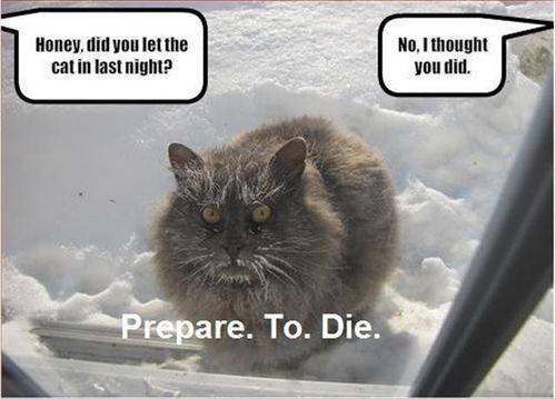 cat-saturday-251.jpg