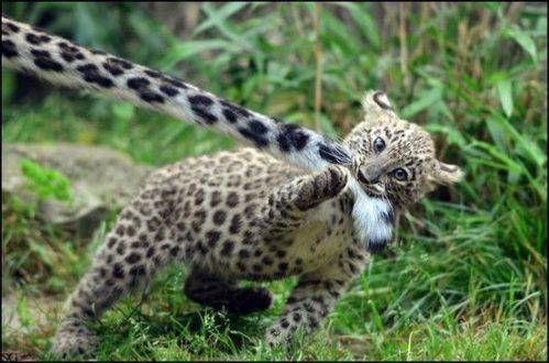 cat-saturday-281.jpg