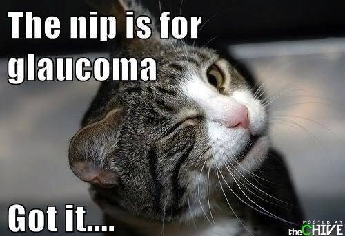 cat-saturday-91.jpg
