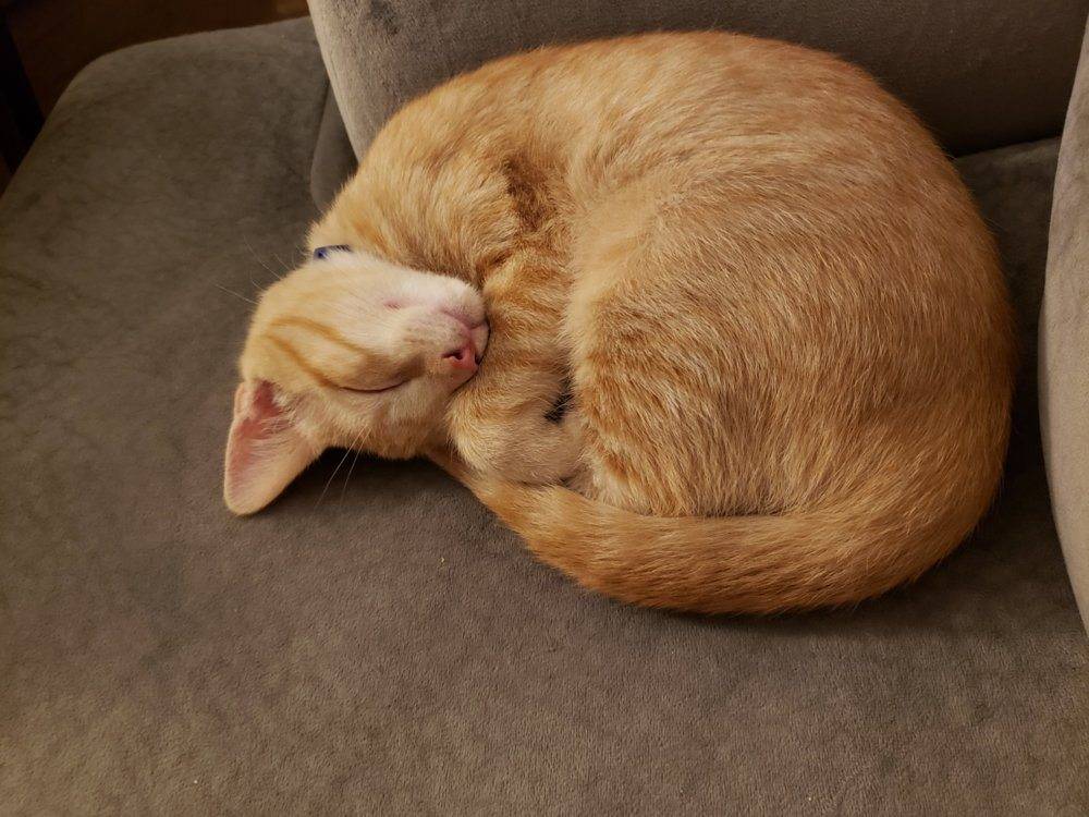 cat-sleeping.jpg