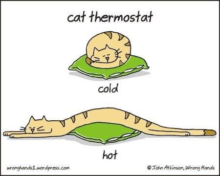Cat-thermostat.jpg