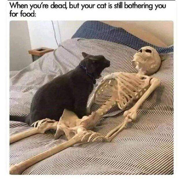 Cat wants food from dead person.jpg