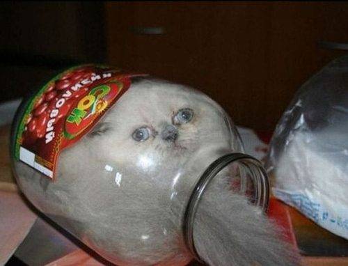 cat_jar_zps5f95db4a.jpg