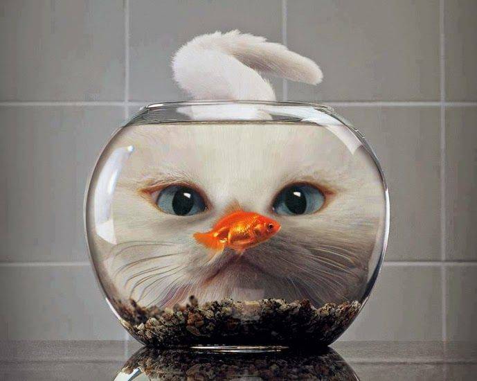 Cat_looking_at_fish_in_a_bowl.jpg