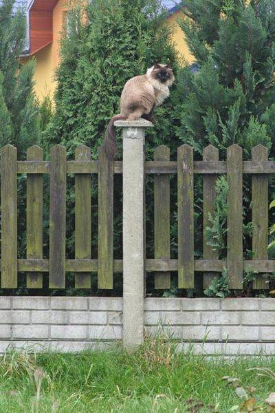 cat_monument.jpg
