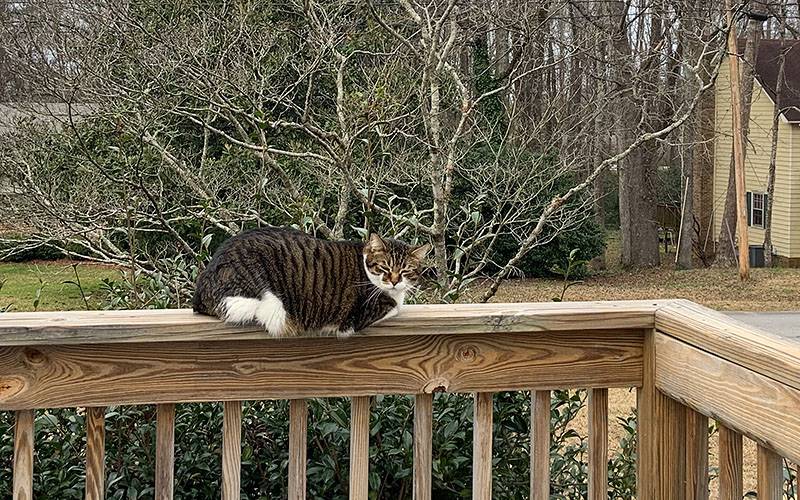 catdeck.jpg