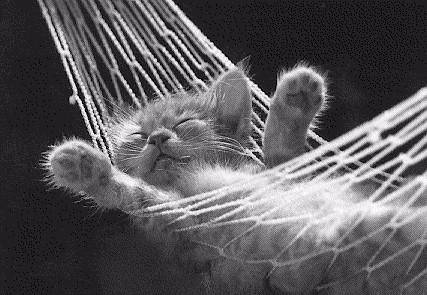 catnap.jpg