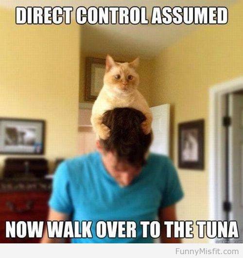 cats-5.jpg
