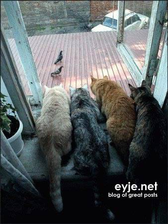 Cats-CatsWatchingBirds.jpg