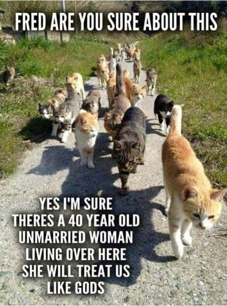 Cats like gods.jpg