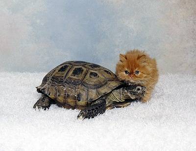 catturtle.jpg