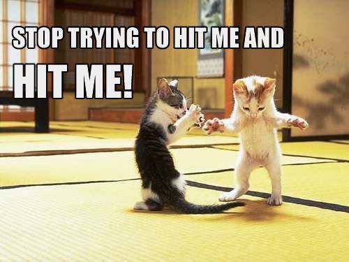 caturday.jpg