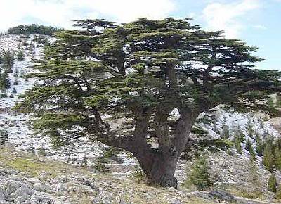 cedar.jpg