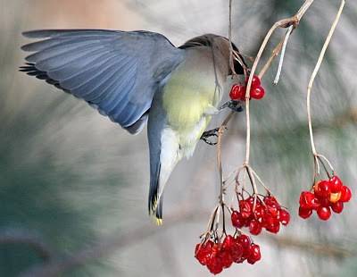 Cedar+Waxwing+eating+berries.jpg