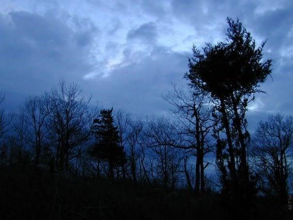 CedarTrees_TurkeyMountain_PF.jpg