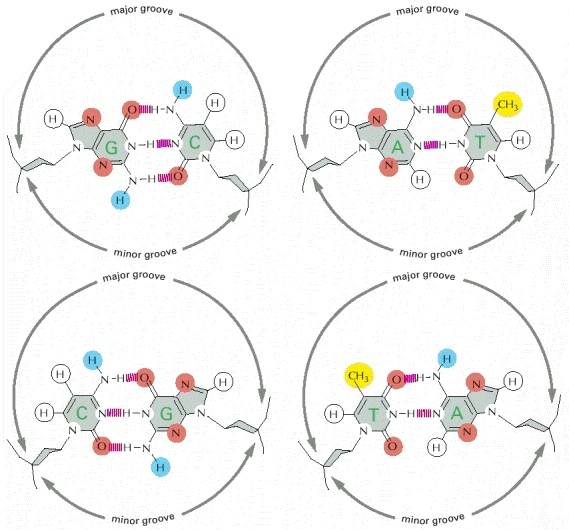 Major and minor grooves of DNA