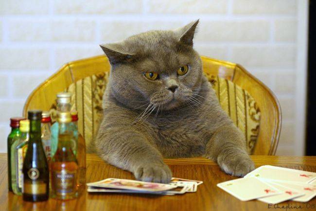 cheater_cat.jpg