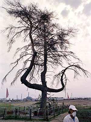 chernobyl-dying-tree-germans-used-to-hang-partisans-from-its-branches.jpe