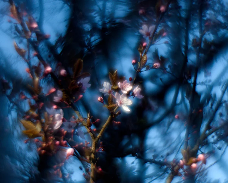 Cherry blossom (1).webp